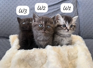 BKH  Kitten 