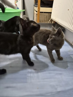 2 kleine Kater