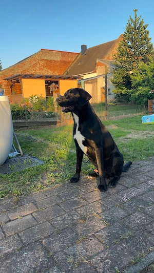 Lieber Rüde sucht neues Zuhause 