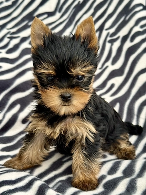 Yorkshire Terrier Welpen 