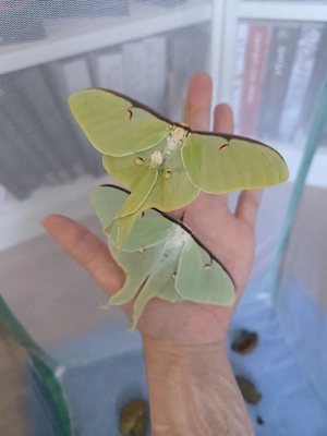 Actias Luna Eier