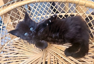 Main Coon Kätzchen