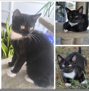 Katzenbaby weiblich