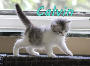 Maine Coon x Britisch Langhaar Kitten. Geimpft, gechipt, entwurmt