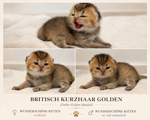 Reinrassige Britisch Kurzhaar  Kitten suchen ein liebevolles zu Hause