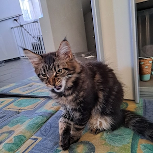 Maine Coon Kätzchen 
