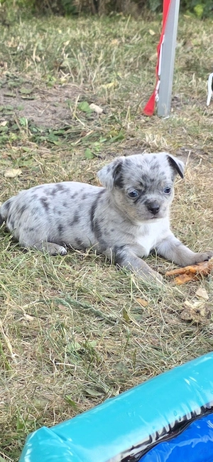 Chihuahua Welpen mit AT 