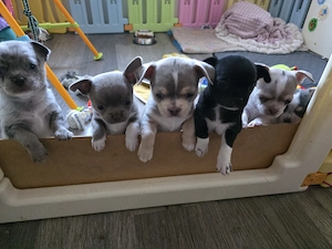 Chihuahua Welpen mit AT 