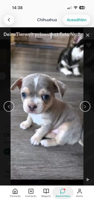 Chihuahua Welpen mit AT 