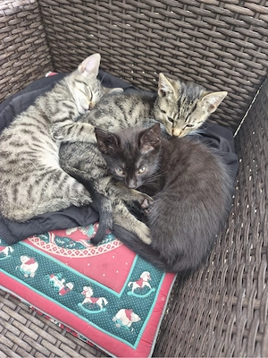 4 mädchen suchen ab sofort neues zuhause