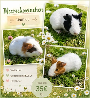 3 Weibliche Meerschweinchen 
