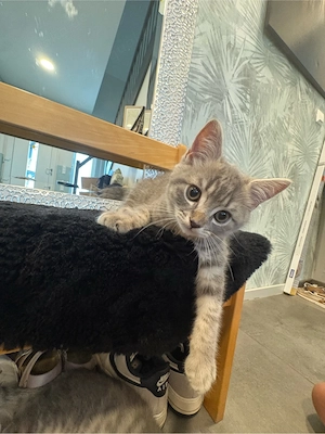 bkh kitten
