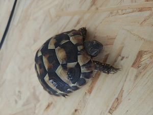 Griechische Landschildkröten 