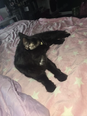 Deckkater Maine Coon Mix 