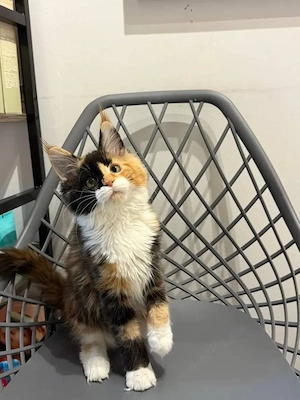    Wunderschöne Maine-Coon-Kätzchen   12 Wochen alt   Bereit für ihr neues Zuhause   