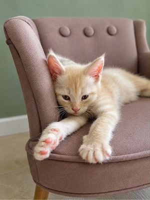 Main Coon Mix