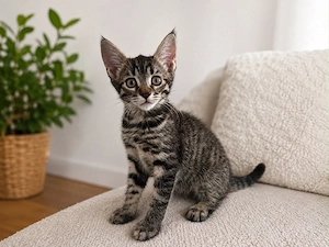 Main Coon Mix