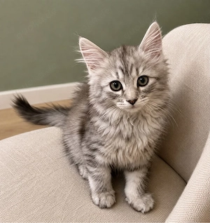 Main Coon Katze