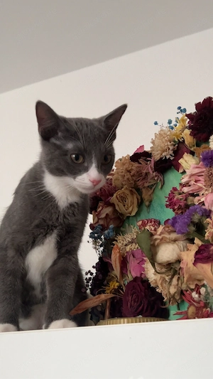 katze abzugeben