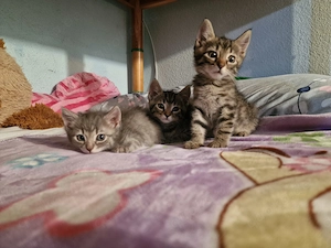 Kätzchen babys