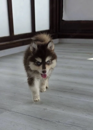 pomsky welpen zu verkaufen 