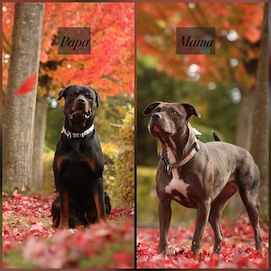 rottweiler mix welpen 