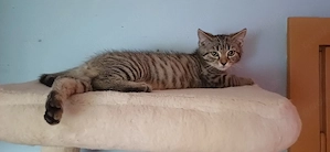 Hauskatze 