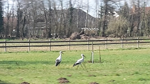 Suche Offenstall zur Pacht
