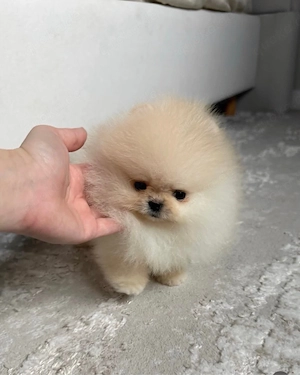 Reinrassige Pomeranian Welpen!