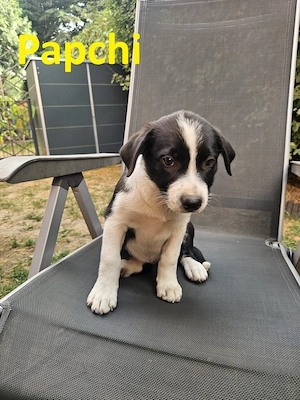 Aussiedor (Mama)   Australian Shepherd (Papa) Welpen