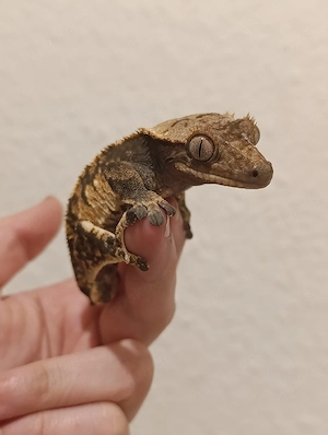 Kronengecko Correlophus ciliatus 