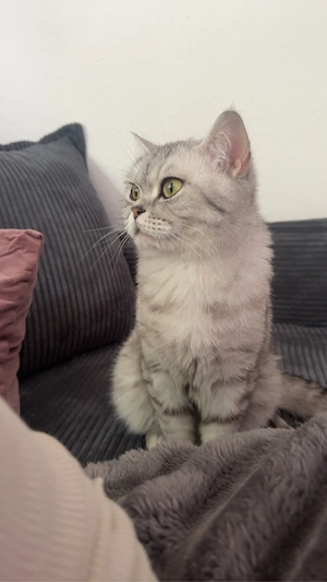 bkh katze sucht neues zuhause 