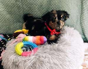 Chihuahua Pinscher Mix welpen Fluffy Langhaar abzugeben