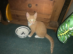 rotes Kater Kitten sucht neues zu Hause