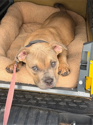 ABKC American Bully Welpe