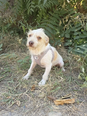Gero sucht ein Zuhause 