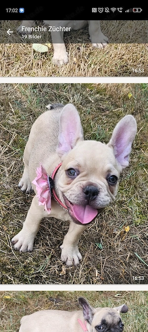 SUCHE Hundewelpe Jung Hund Französische Bulldogge Weibchen
