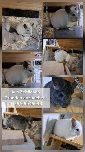 Chinchillas suchen ein neues Zuhause. 