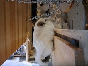 Chinchillas suchen ein neues Zuhause.  Bild 2