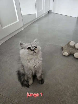 Wunderschöne Reinrassige Perser Chinchilla Kätzchen suchen ein liebevolles Zuhause!
