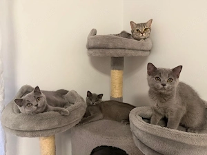 BKH Kitten