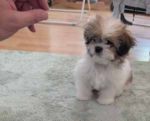 Shih-Tzu Rüde 6 Monate alt reinrassig, geimpft, gechipt, blauer Heimtierausweis