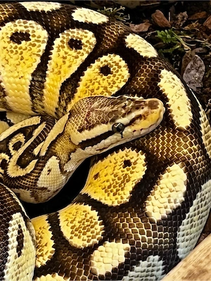 Wunderschöne Schlangen suchen neuen Wirkungskreis Bild 7