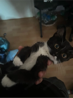 Katze in monsheim 
