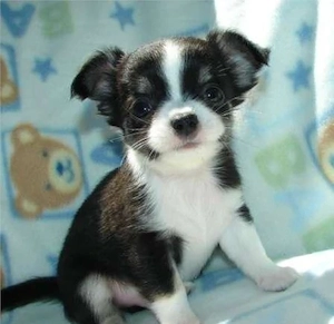 Chihuahua Welpe 12 Wochen alt 