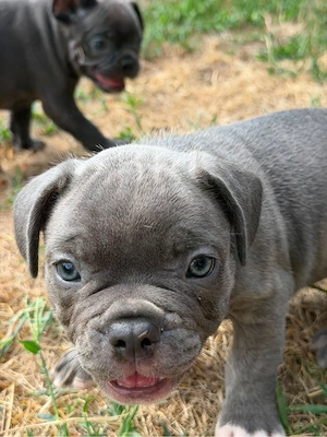 Franzözische Bulldogge Welpen