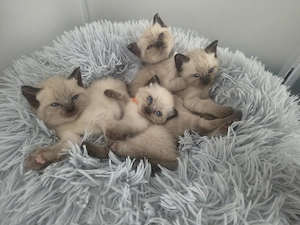Bezaubernde Siamkitten suchen ein Zuhause 