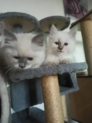 Ragdoll Kitten 