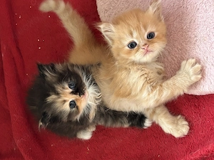 Wurfmeldung Perserbabys Perserkatzen