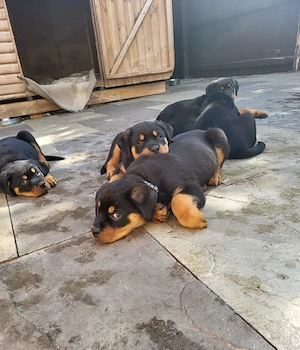 Riesige Rottweiler-Welpen in neue Hände abzugeben.